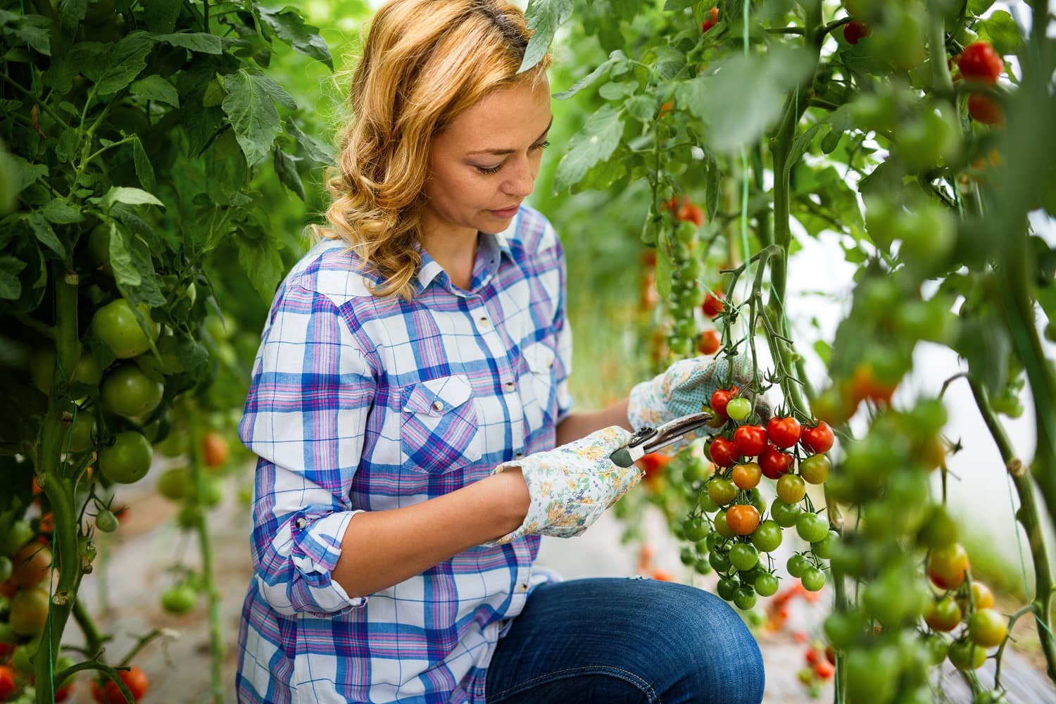 Australia Agriculture Worker stream